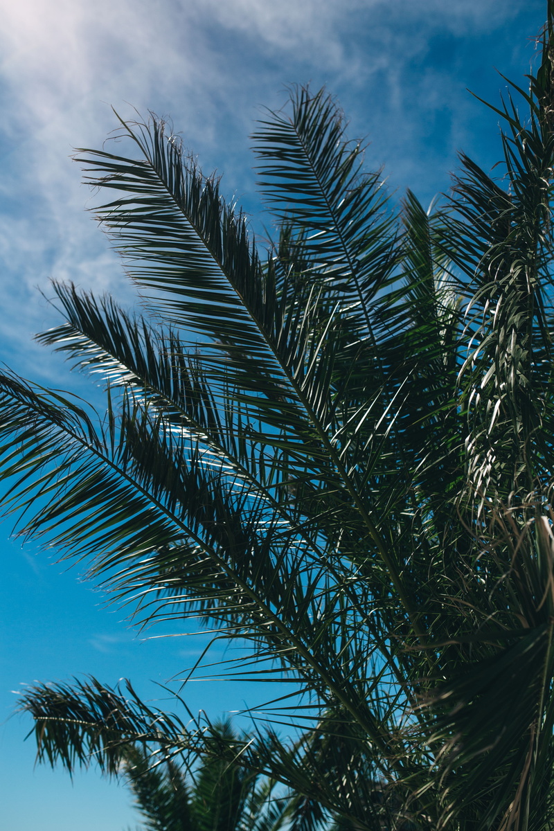 tree, outdoors, palm, tropical, cloud - sky, day, coconut Palm Tree, tropical Climate, pine woodland, 5K, pine tree, blue, no People, fir tree, leaves