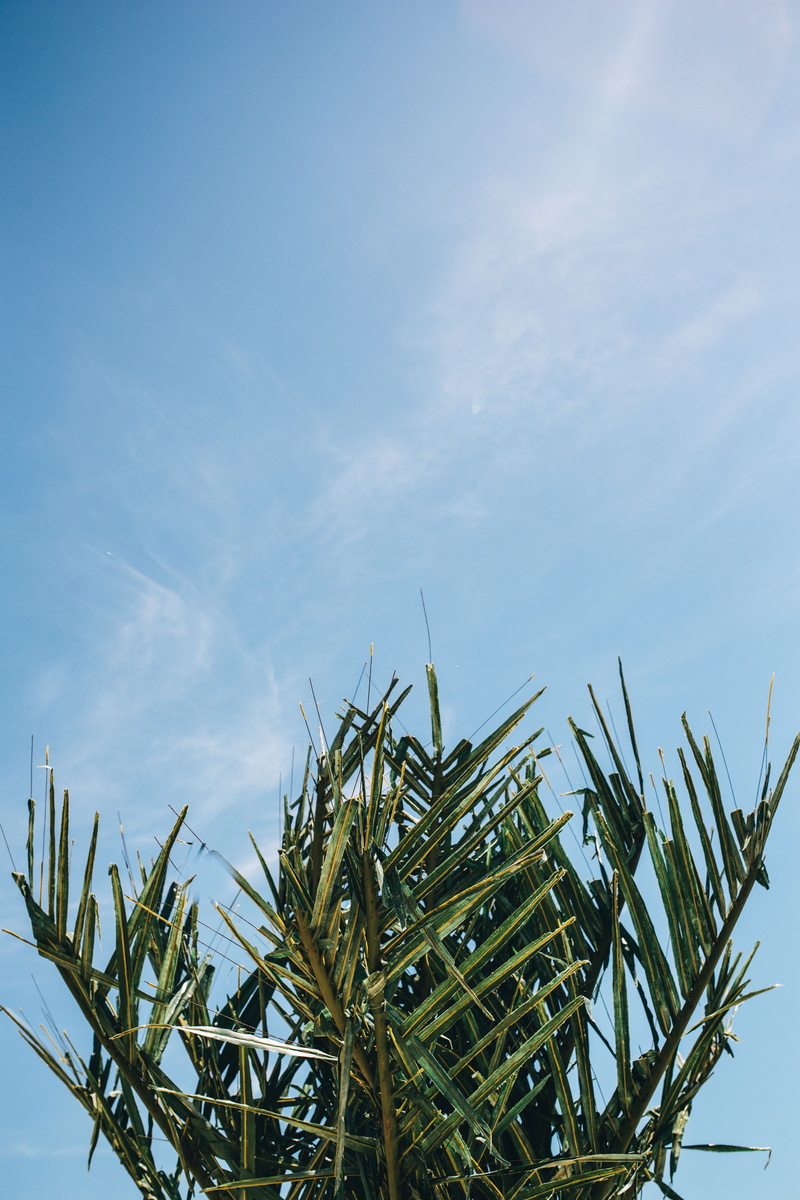 nature, green color, tropical, blue, palm tree, palm leaf, beauty in nature, 5K, tranquility, plant part, cloud - sky, low angle view, growth, cereal plant