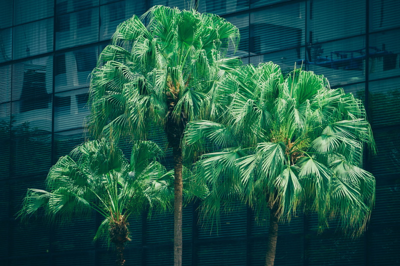 palm leaf, plant, plant part, pattern, built structure, tree, abstract, 5K, modern, palms, backgrounds, building exterior, window, tropical climate, leaf