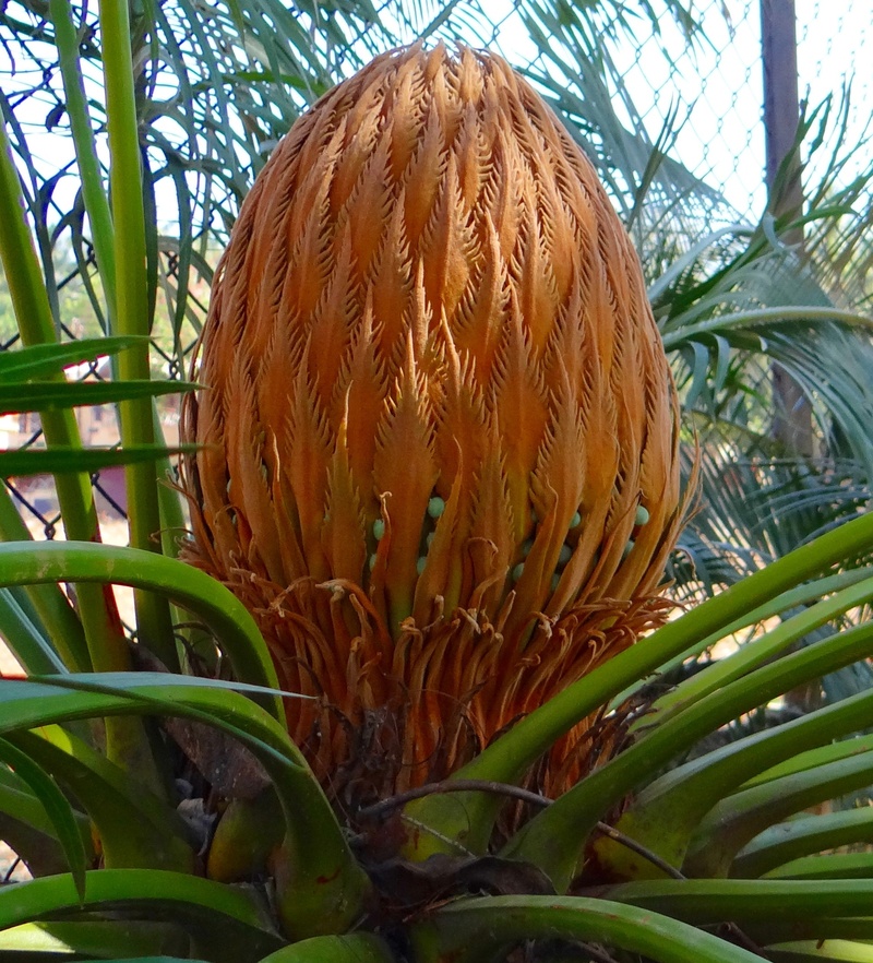 sago palm, plant, karnataka, plant part, nature, healthy eating, food and drink, close-up, india, focus on foreground, food, outdoors, freshness, no people