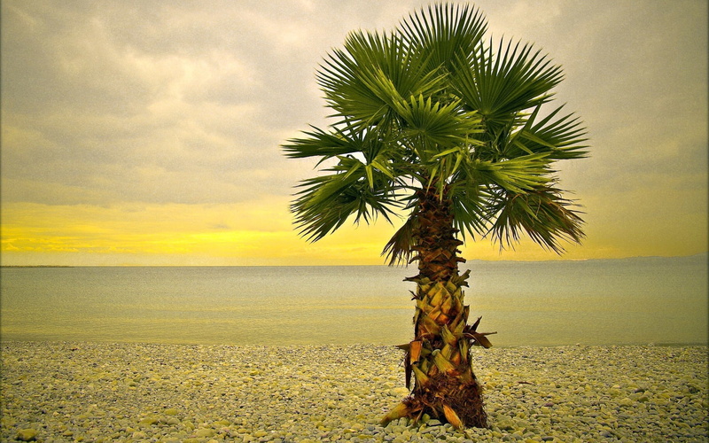 island, cloud - Sky, travel, land, waters Edge, palm, yellow, sand, sun, reflection, plant, beach, tree, scenics, sea, water, horizon Over Water, sunlight