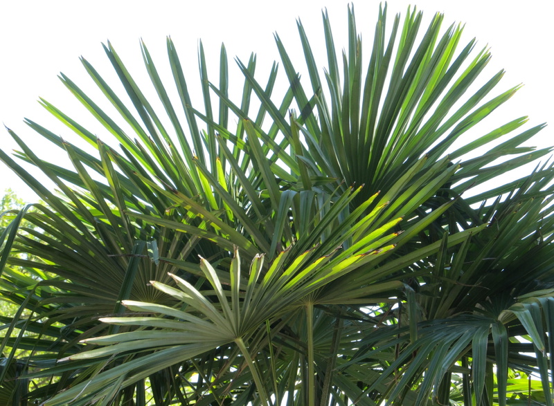 2K, tropical climate, close-up, clear sky, tranquility, photo, lush, sky, tree, Sago, green, plant part, fronds, nature, fan palm, growth, palm leaf, beauty in nature