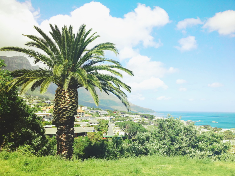 palm, cape town, tropical, outdoors, sea, water, beauty in nature, 2K, green, grass, arecaceae, arbour, building, cloud - sky, daytime, tranquil scene