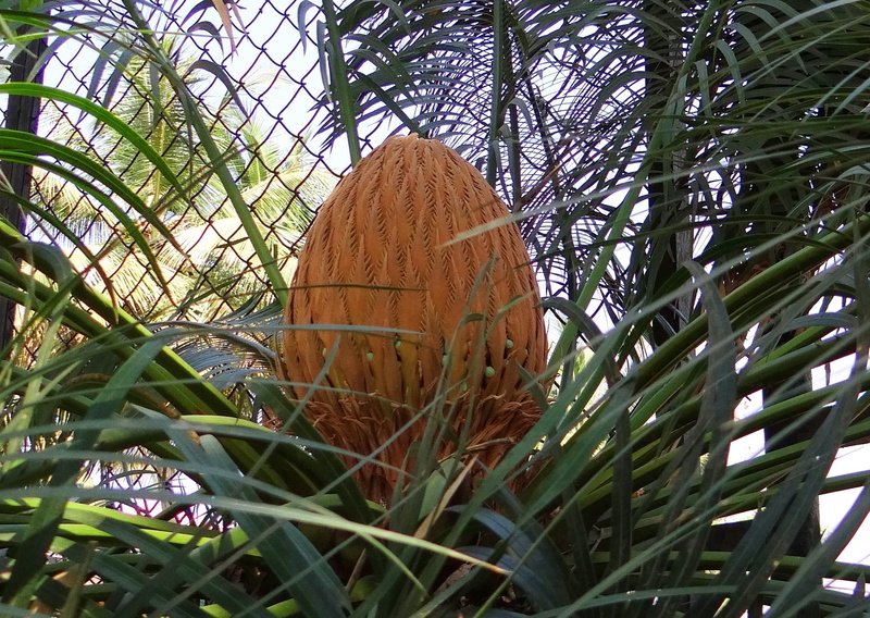 plant part, green color, beauty in nature, tranquility, karnataka, growth, close-up, plant, female, palm leaf, tree, sago palm, grass, leaf, cone, tree trunk