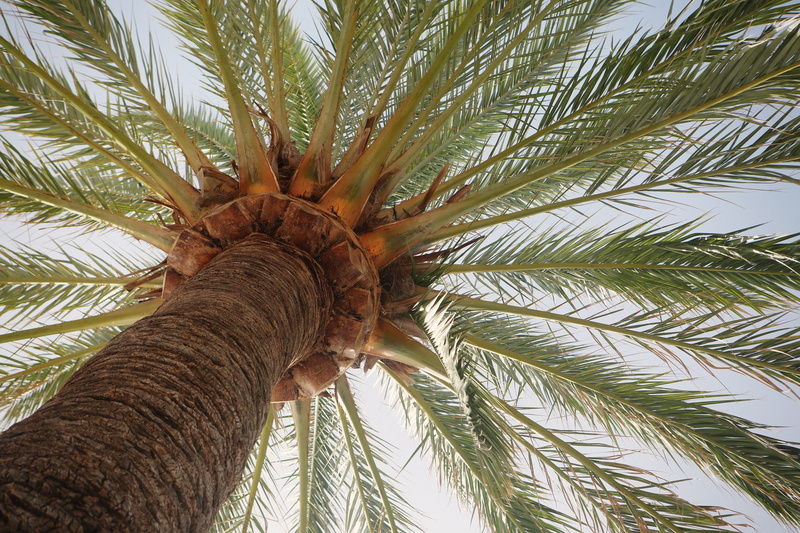 tree, sago, tree trunk, tropical climate, exotic, bark, outdoors, plant, branch, palm leaf, vacation, growth, palm leaves, 5K, no people, angle, summer