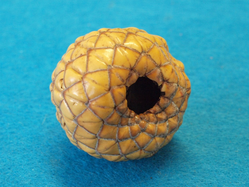 fruit, healthy eating, tapioca warburgii, sago, yellow, vanuatu - sago palm, rumbia fruit, indonesia, animal, high angle view, blue, close-up, food, egg