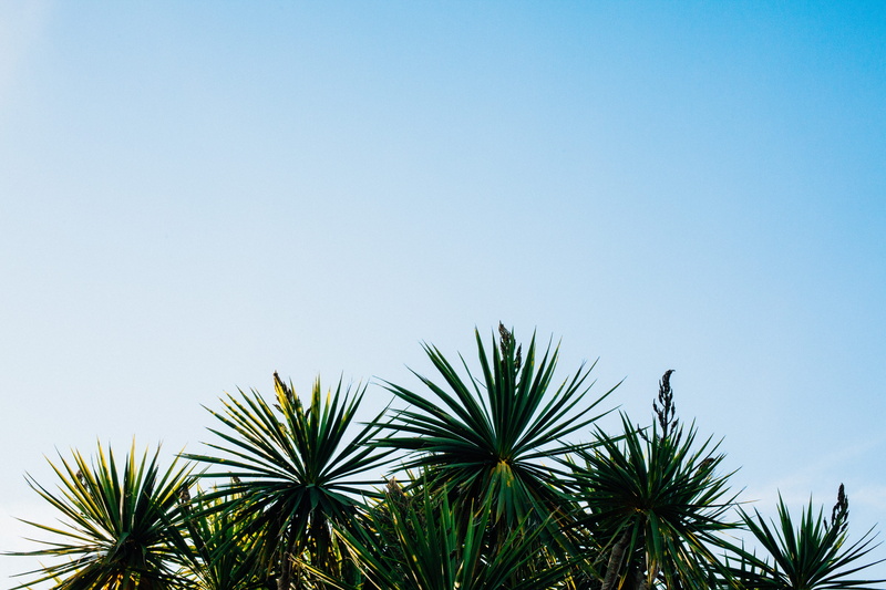 blue sky, skies, sago, low angle view, nature, tree, clear Sky, vacations, tranquility, outdoors, sky, palm Tree, no People, blue, day, string, plant, plants