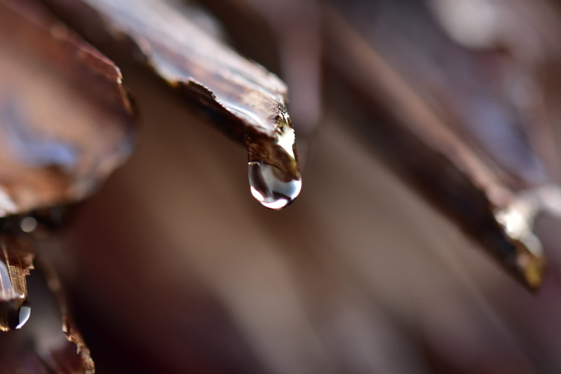 selective focus, outdoors, water drops, day, food and drink, water, no people, nature, shining, drop, cold temperature, simplicity, droplet, sago roof