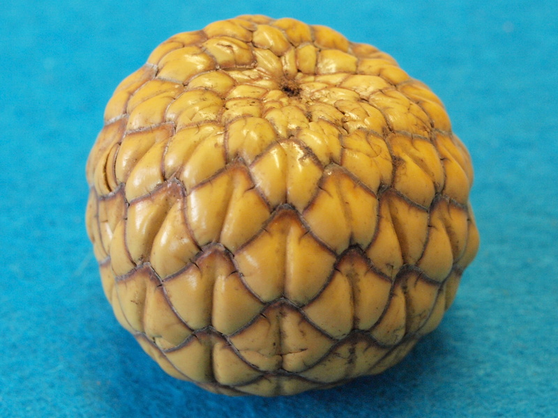 tropical fruit, colored background, yellow, indoors, food and drink, tapioca warburgii, directly above, rumbia fruit, close-up, single object, studio shot