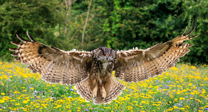Eurasian Eagle-Owl, 1080P, Animal, Birds, Owl