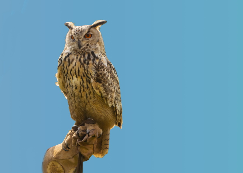 nature, falcon - bird, bird, clear sky, eagle owl, human body part, vertebrate, people, human hand, portrait, animal, animal world, body part, selective