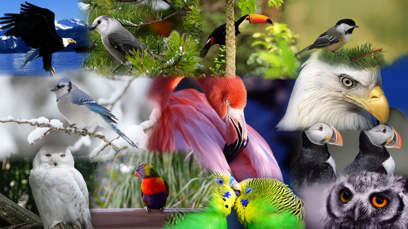 owls, 1080P, colorful, collage, art, BIRDS, hd, animals, Firefox Persona, feather, eagles