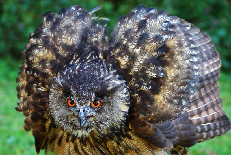 animal wildlife, bird of prey, one animal, 5K, dramatic, focus on foreground, brown, eagle owl, day, owl, animal eye, mimic, view, animal, looking at camera