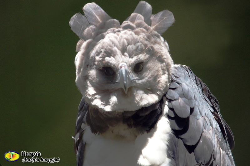 bird, vertebrate, animals in the wild, 4K, animal themes, of, animal wildlife, animal body part, animal head, Harpia, portrait, no people, bird of prey