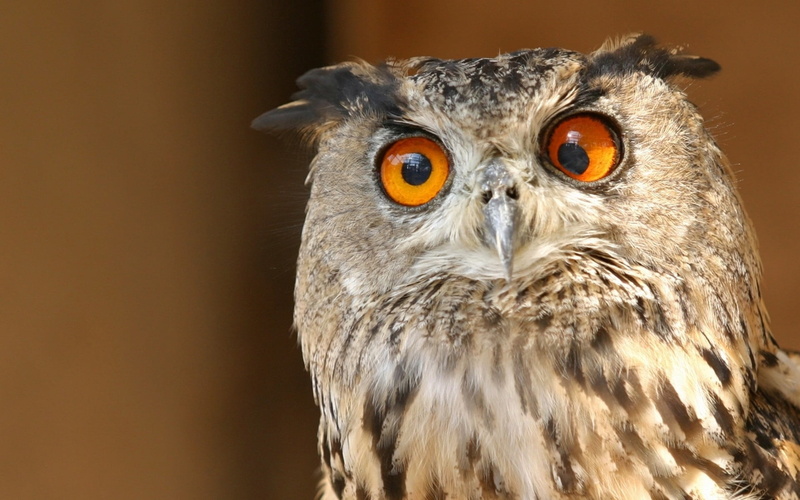 eye, animal Eye, beak, animal, looking at camera, feather, no People, animal wildlife, yellow eyes, bird, bird of Prey, day, animal themes, close-up, striped