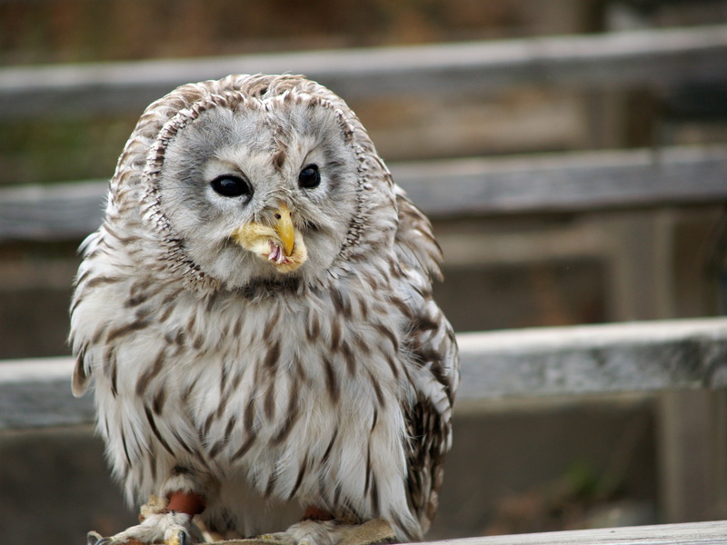 zoo, perching, wildlife, one animal, owl, day, white, animals Hunting, beak, animal Eye, looking, vertebrate, eagle, nature, animal body part, bird of Prey