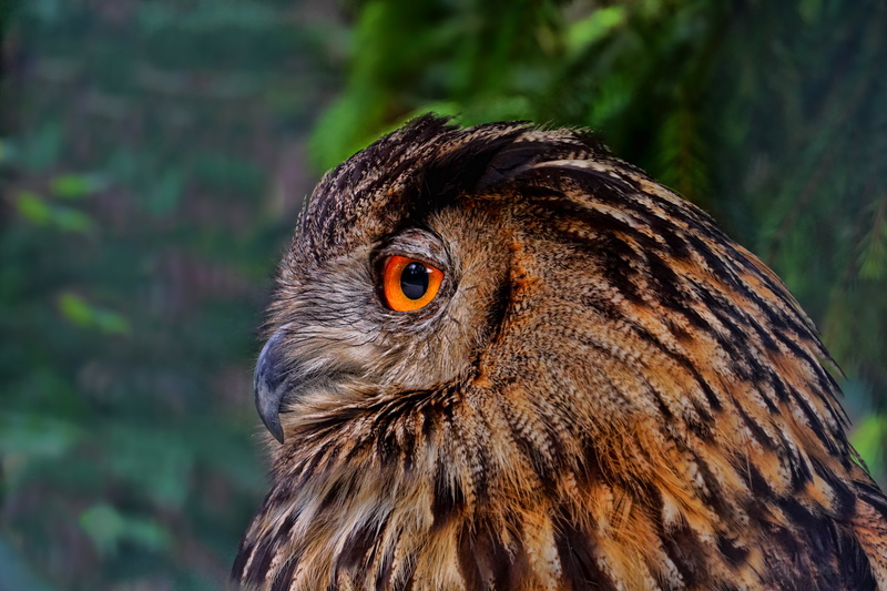 animal, focus on foreground, owl, animal themes, 5K, bird, brown, eagle, nature, eye, bird of prey, close-up, animal head, vertebrate, day, beak, one animal