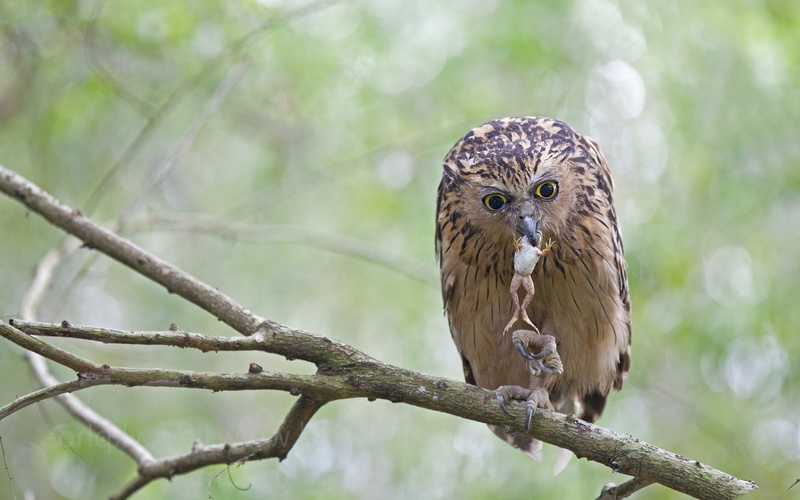bird, owl, branch, eagle, animal wildlife, plant, brown, carnivore, watching, front view, falconry, animal Wing, looking, wildlife, no people, animal, animal Eye