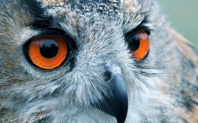vertebrate, orange color, looking at camera, animals Hunting, watching, eagle Owl, bird of Prey, owl, animals In The Wild, animal themes, one Animal, animal body part