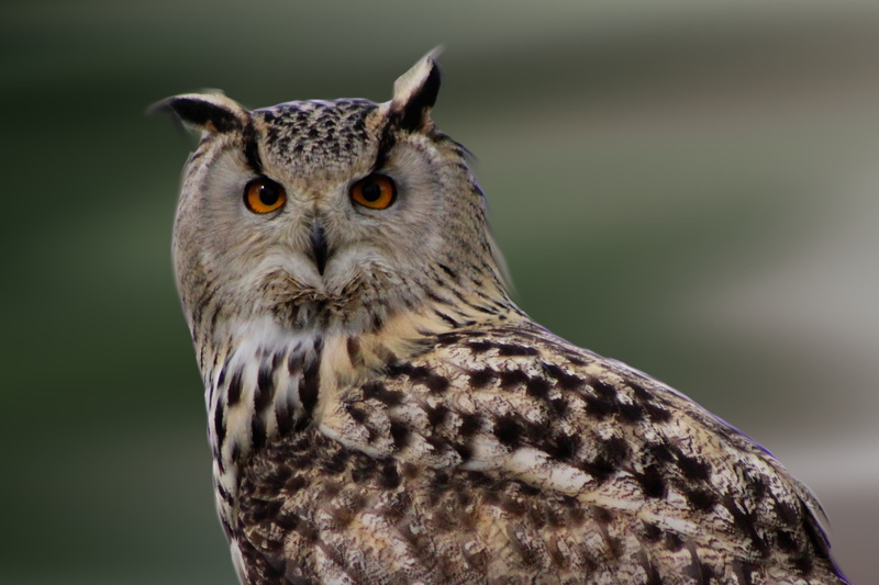 wildlife, animal Head, animals Hunting, animal Eye, bird of Prey, vertebrate, animal, animal markings, eagle Owl, beak, brown, no People, animals In The Wild
