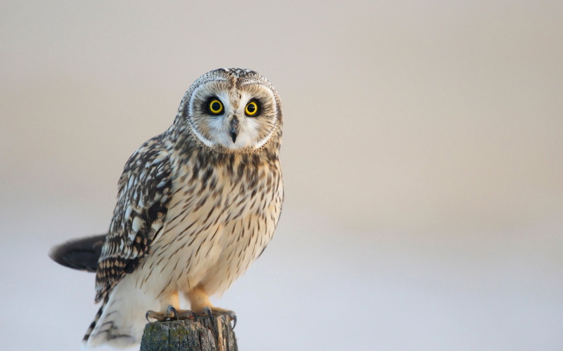 white, animal Eye, close-up, looking, day, animal, look, yellow eyes, no people, outdoors, beak, nature, copy space, looking at camera, animal themes, bird of Prey