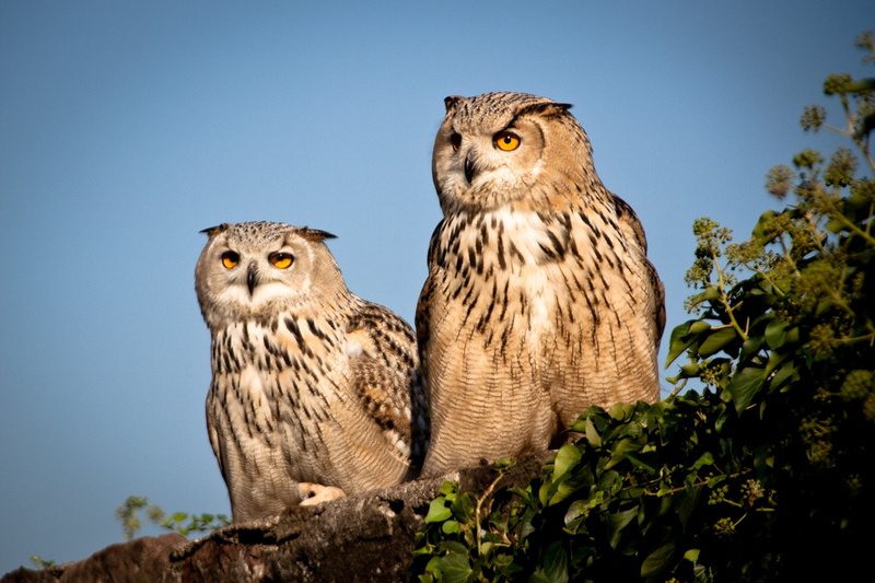 nature, group of animals, looking at camera, animal wildlife, day, clear sky, 2K, portrait, animal world, animal themes, plumage, tree, owl, no people