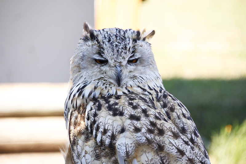 vertebrate, animal wildlife, portrait, feather, nature, perching, owl, raptor, one animal, birds, outdoors, eurasian eagle siberian owl, bird, 5K, animal world