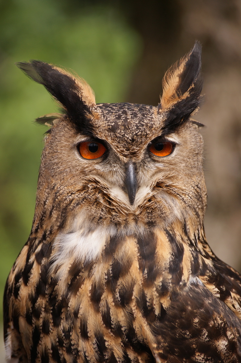 day, animal body part, closeup, one animal, looking at camera, feather, horned, beak, focus on foreground, animals in the wild, spring dress, mouth open
