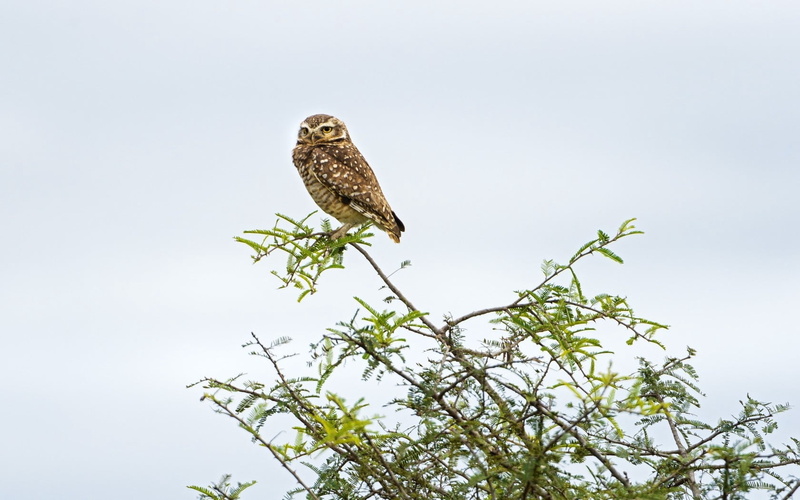 tree, animals In The Wild, bird of Prey, beauty In Nature, close-up, clear sky, day, green color, wildlife, animal, animal themes, plant, hawk - Bird, low angle view