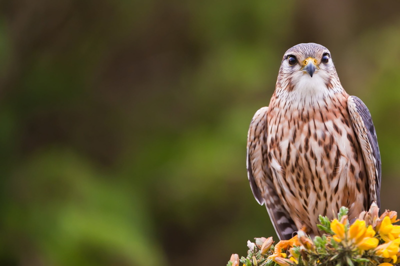 animal Eye, hawk - Bird, animal Head, gray, focus on foreground, beauty In Nature, eagle - Bird, beak, animals Hunting, close-up, vertebrate, looking, flowering plant