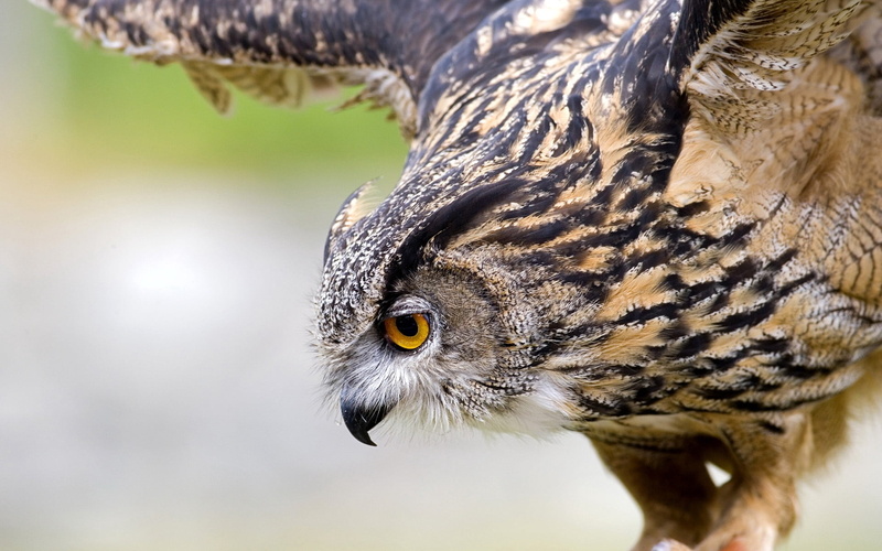 animal Wing, bird, close-up, feather, animal Head, predator, animal Eye, day, 1080P, animal, falconry, staring, animal themes, beak, vertebrate, animal wildlife