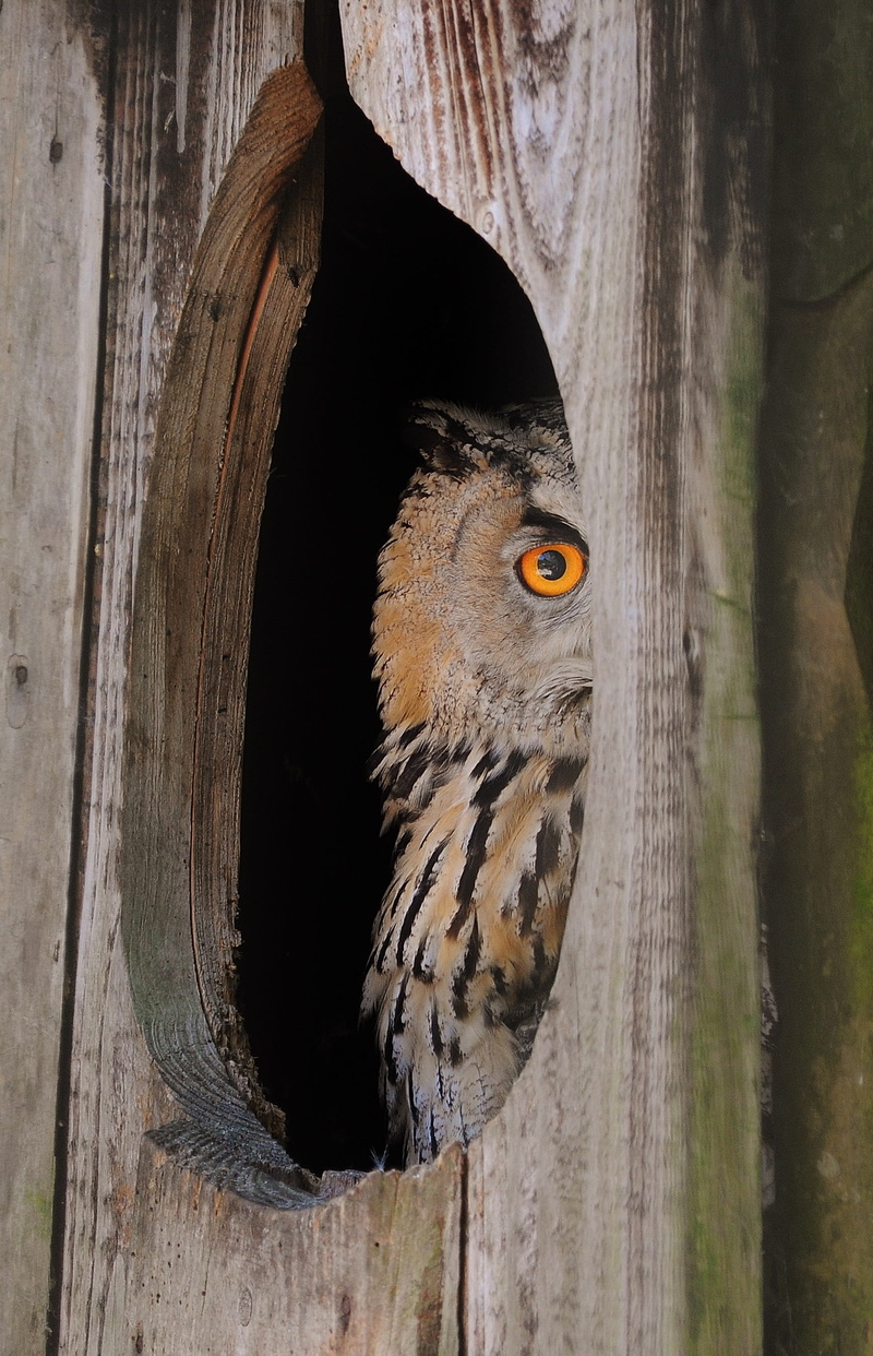 zoo, curious, animals in the wild, hole, 2K, great, wood, owl, animal, horned, tree trunk, no people, one animal, tree, trunk, vertebrate, close-up, wildlife
