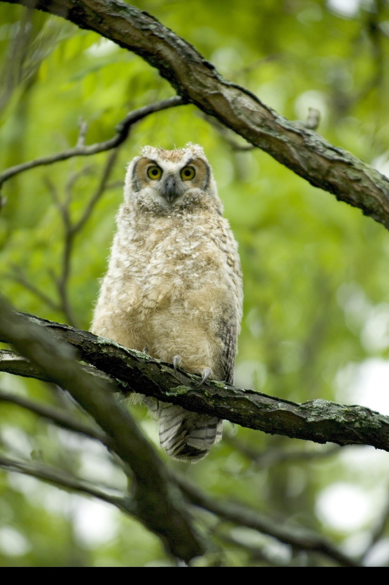 looking, 1080P, low angle view, vertebrate, perched, perching, one animal, animals in the wild, branch, plant, focus on foreground, bird, baby, day, animal wildlife