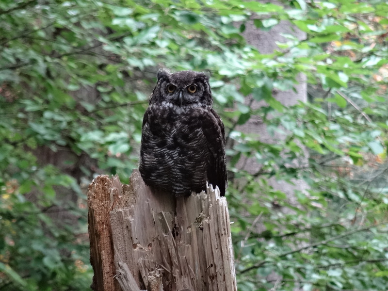 forest, animal, one animal, 2K, perching, animals In The Wild, day, wildlife, owl, black color, animals Hunting, focus on foreground, feather, beak, tree