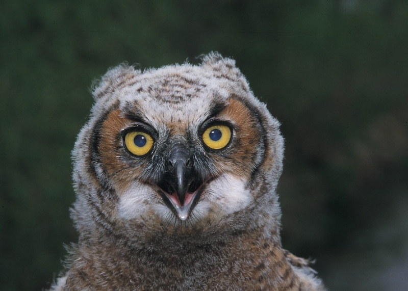 bird of prey, eyes, night, owl, wildlife, nocturnal, great horned owl, no people, focus on foreground, yellow eyes, animal wildlife, animals in the wild