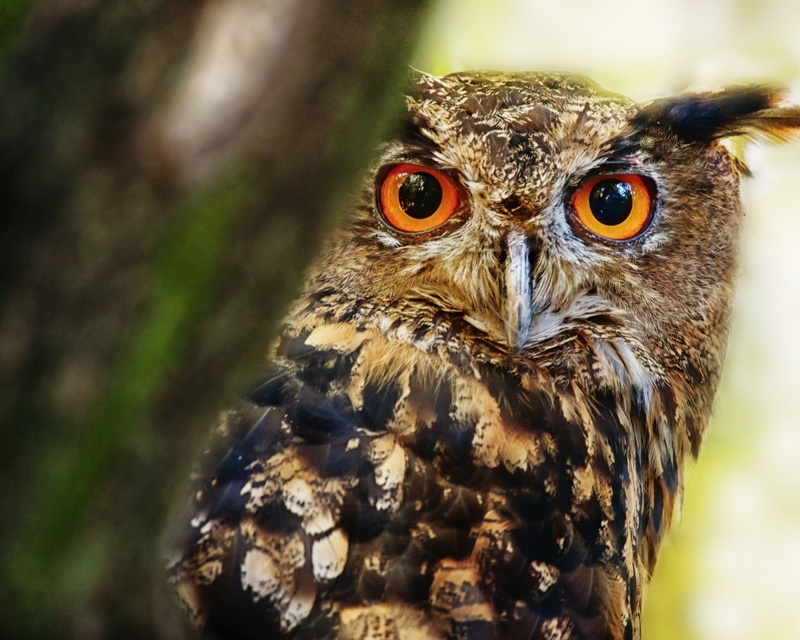 Great horned owl, Birds, 1080P