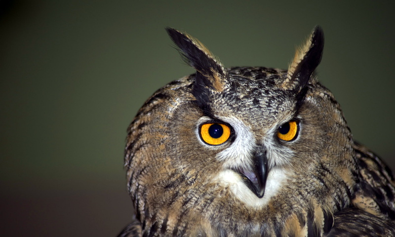 1080P, Birds, Great horned owl