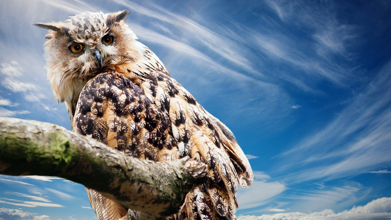 4K, Animal, Owl, Bird, Birds, Great Horned Owl