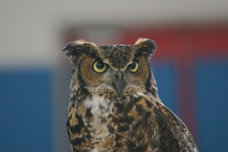 animal eye, animals in the wild, looking at camera, bird of prey, great horned owl, one animal, 2K, nocturnal, day, animal body part, stare, vertebrate