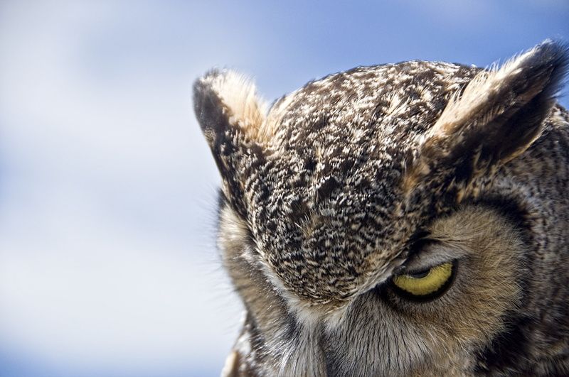 whisker, animal wildlife, mammal, pets, day, owl, one animal, animal, focus on foreground, animals in the wild, animal mouth, animal nose, profile view