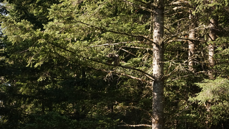 forest, 5K, tree, tranquility, owl, environment, tree trunk, beauty in nature, growth, trunk, scenics - nature, wood, woodland, outdoors, great horned