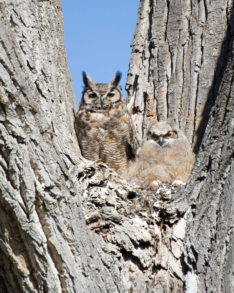 no people, feathers, hunters, owl, animal head, nest, portrait, tree trunk, nature, whisker, animal, feline, wildlife, animal themes, 1080P, day, chick