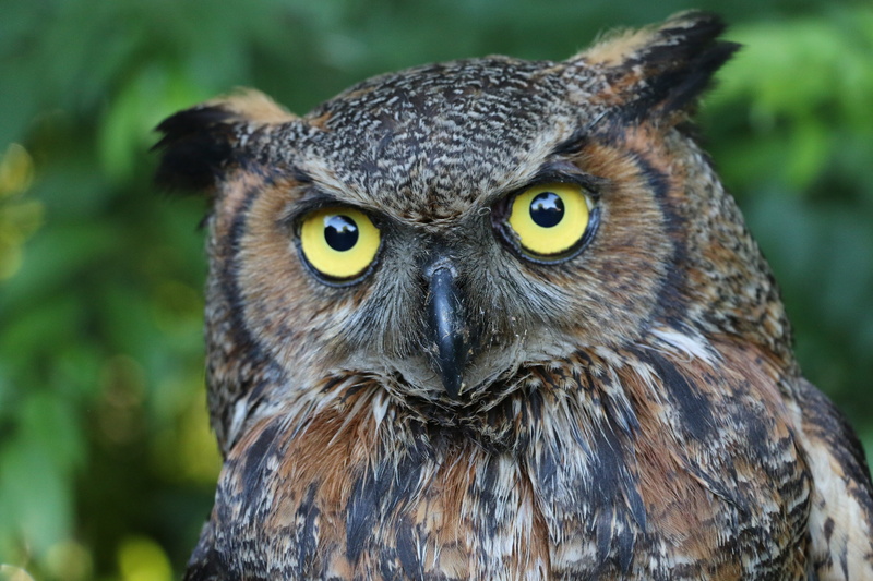 day, stare, animal head, animals in the wild, eye, animal wildlife, feathers, owl, animal body part, animal, yellow eyes, bird of prey, vertebrate, animal eye