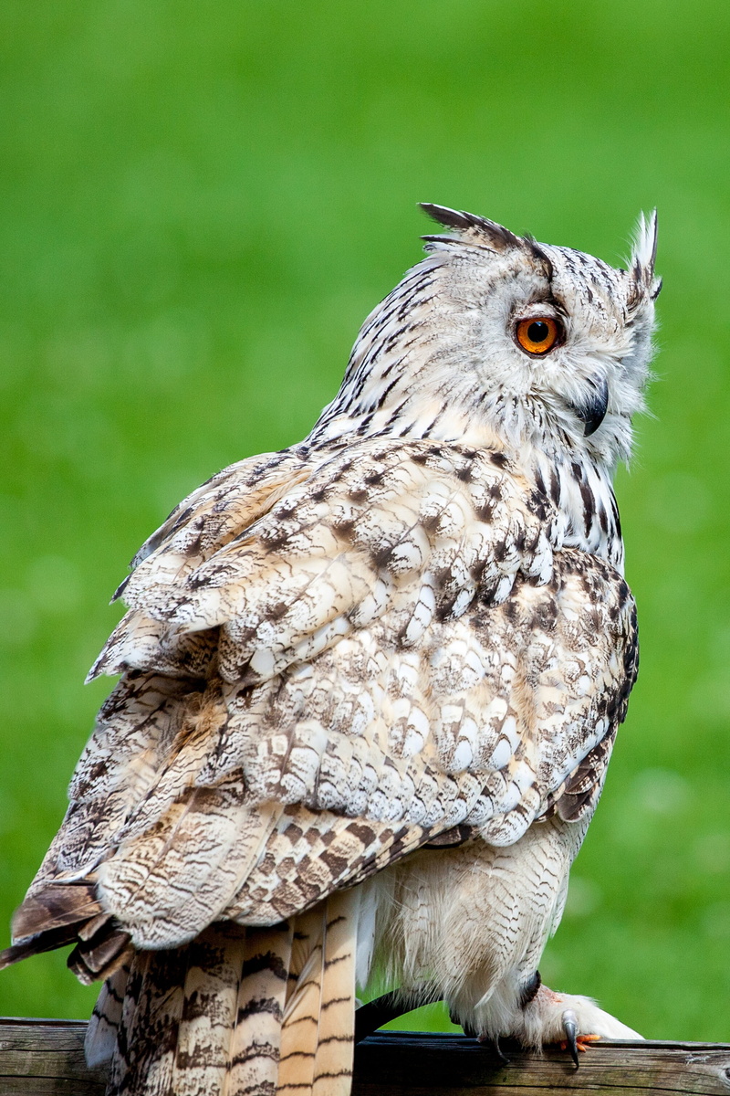 close-up, 2K, raptor, vertebrate, owl, day, perching, looking away, eurasian eagle european owl, eagle owl, outdoors, animals in the wild, feather, bird of prey