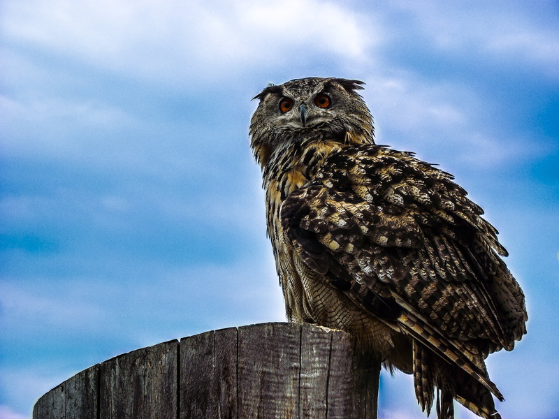 bill, eagle, wing, perching, eagle owl, feather, one animal, sit, no people, owl, sky, animal, wood - material, stump, post, bird of prey, 4K, black, perched