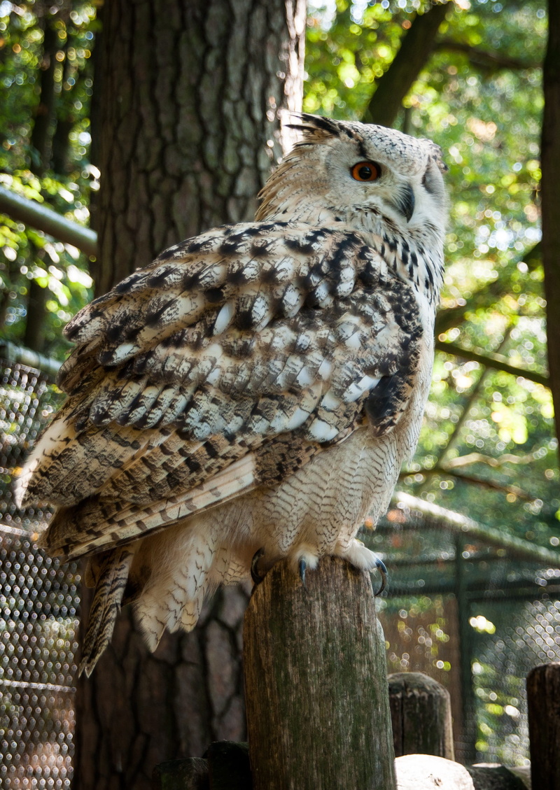 wood - material, tree, day, one animal, close-up, owl, animal themes, forest, plumage, animal wildlife, 2K, vertebrate, animals in the wild, wild bird