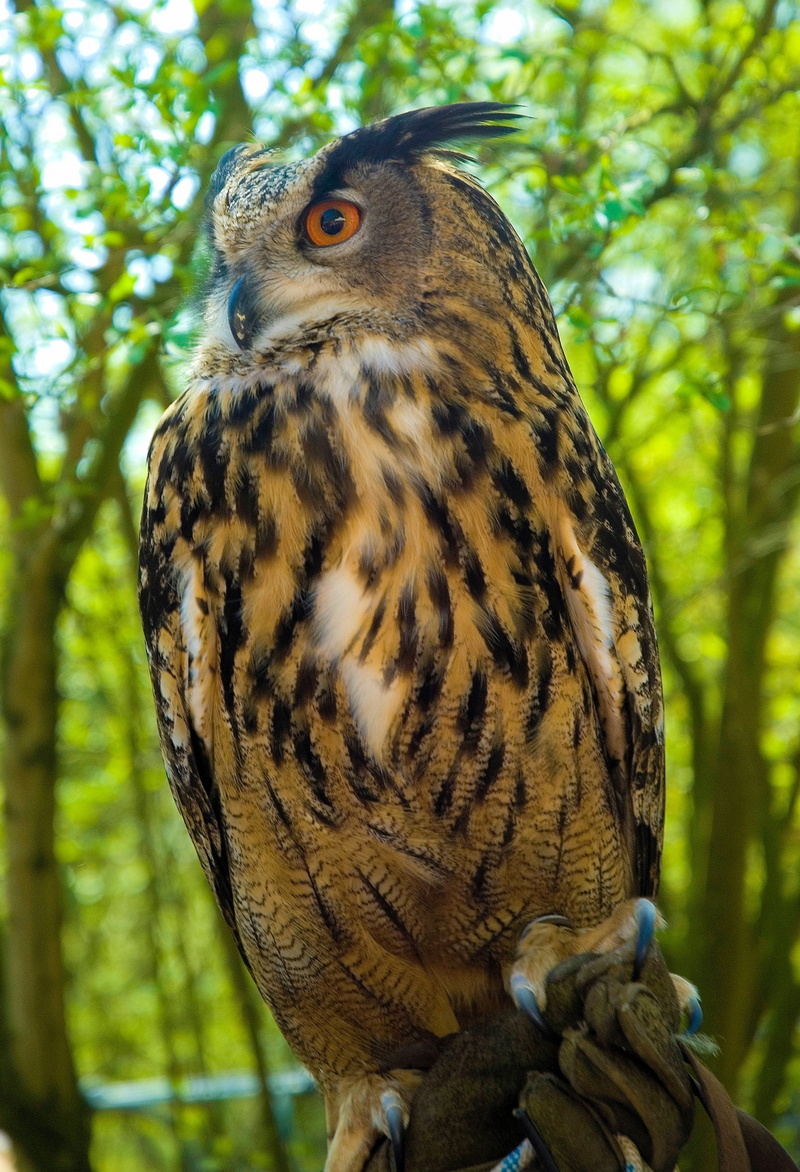 eagle, animal, beauty in nature, brown, close-up, eagle owl, animal eye, animals in the wild, perching, raptors, tree, animal wildlife, birds, großuhu