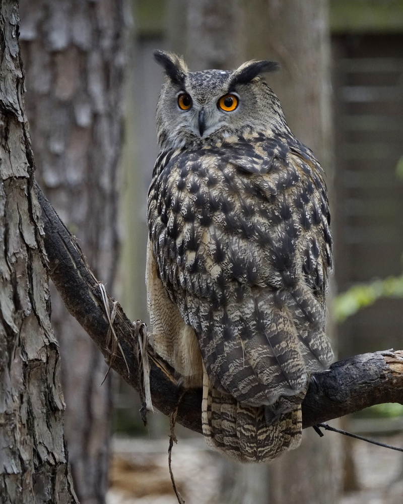 no people, eating, zoo, gray, beak, animals in the wild, animal, buzzard, accipiter, day, animal themes, black, bird of prey, focus on foreground, hawk