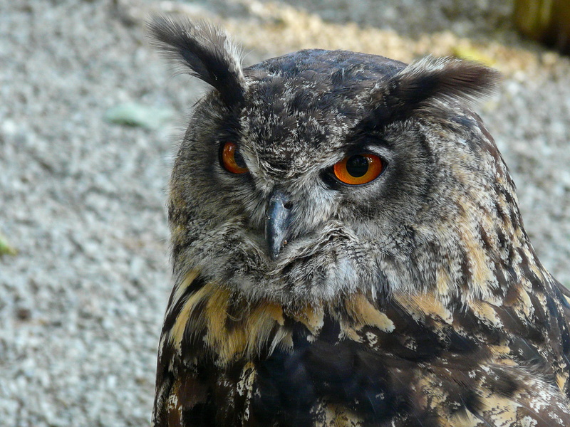 animal wildlife, feather, animal head, 2K, eurasian eagle siberian owl, focus on foreground, day, one animal, animal eye, bird, beak, close-up, no people