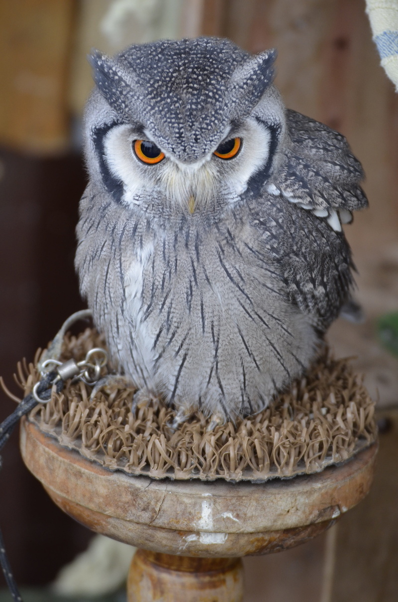 bird, looking at camera, animal, one animal, animal head, close-up, bird of prey, gray, focus on foreground, wild bird, animals in the wild, 4K, vertebrate